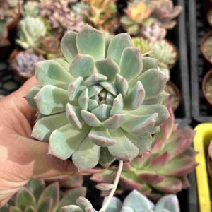 Echeveria Powder Cream (koreana)