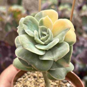 Graptoveria Lovely Rose Variegada