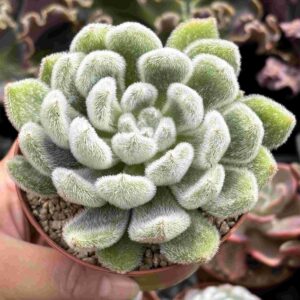 Echeveria Setosa Doris Taylor