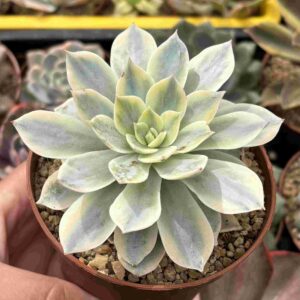 Echeveria Subsessilis Variegada