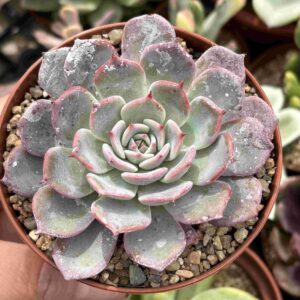 Echeveria Azulita