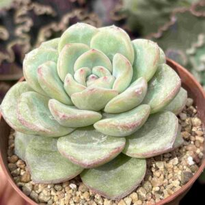 Echeveria Amabille