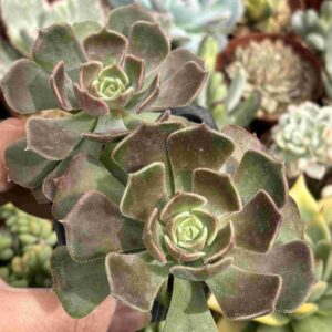 Echeveria Brown (doble)