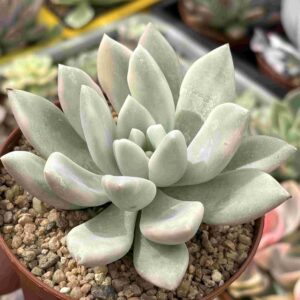 Graptoveria Opalina Variegada