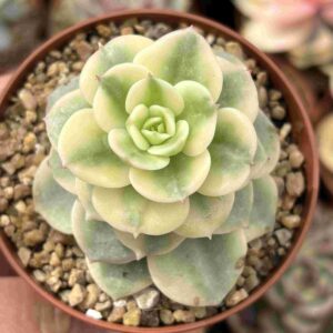 Sedeveria Rolly Variegada