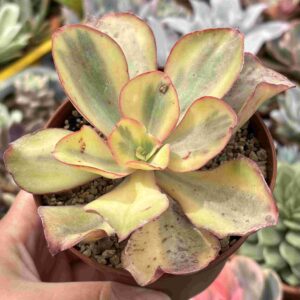 Echeveria Palace Variegada (version koreana)