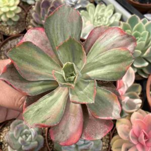 Echeveria Minigosaong Variegada