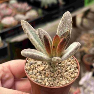 Kalanchoe Tomentosa Chocolate