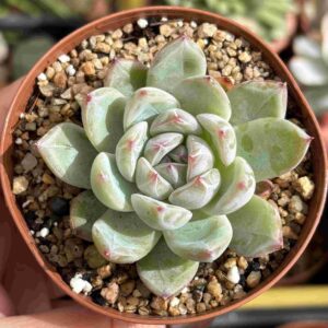 Echeveria Snow Flake Jelly (coreana)