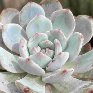 Echeveria Sang-A (coreana)