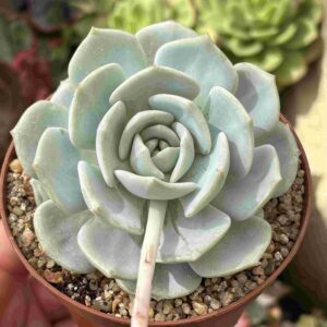 Echeveria Seol Wom (coreana)