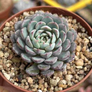 Echeveria Sierra