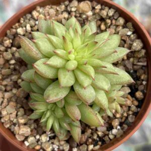 Echeveria Rainstar