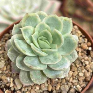 Echeveria Raspberry Ice Variegada