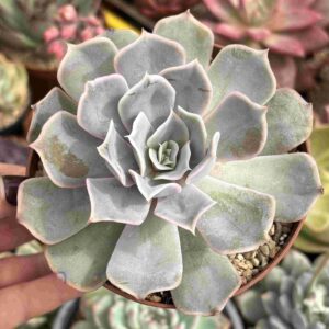 Echeveria Simulans Iturbide