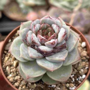 Echeveria Red Velvet