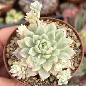 Echeveria Prolifica Variegada