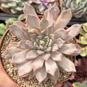 Echeveria Zaragoza