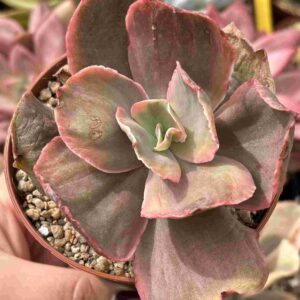 Echeveria Rose Rock Variegada