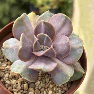Echeveria Serena
