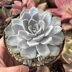 Echeveria Snow Bunny