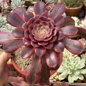 Colonia Aeonium Mutación Medusa (7 hijos)