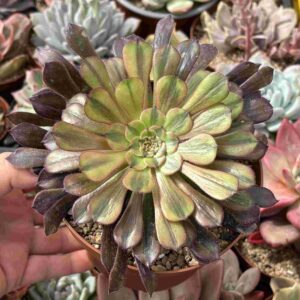 Aeonium Zwartkin Chocolate