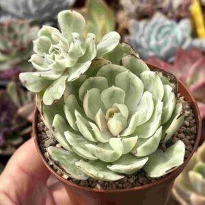 Echeveria Onslow Variegada (con hijo, coreana)