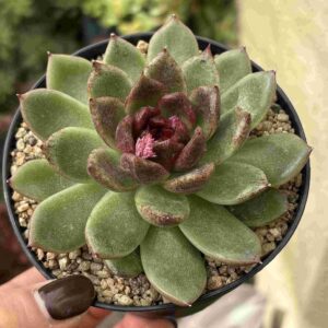Echeveria Skirt (Coreana)