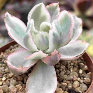 Echeveria Berkeley Light Variegada