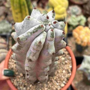 Stenocereus Beneckei