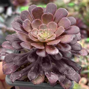 Aeonium Zwartkin Chocolate