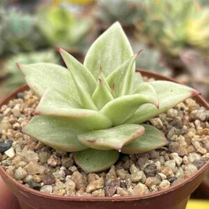 Echeveria Agavoides Jade Star