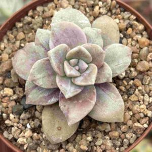 Graptopetalum Superbum Cotton Candy