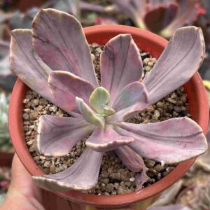 Echeveria Pampoteus Variegada