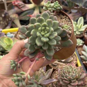 Sedum 'Shangri-La'