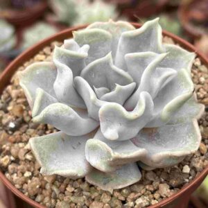 Echeveria Thriller Pearl