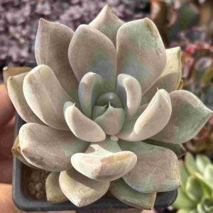 Echeveria Jin Joo Hee