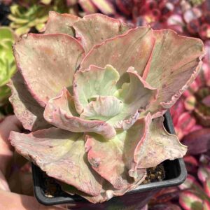 Echeveria Chantilly Angel