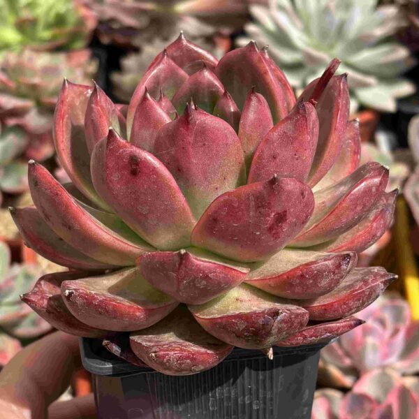Echeveria Agavoides Scarlet (gran tamaño) - Imagen 2