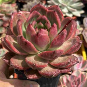 Echeveria Agavoides Scarlet (gran tamaño)