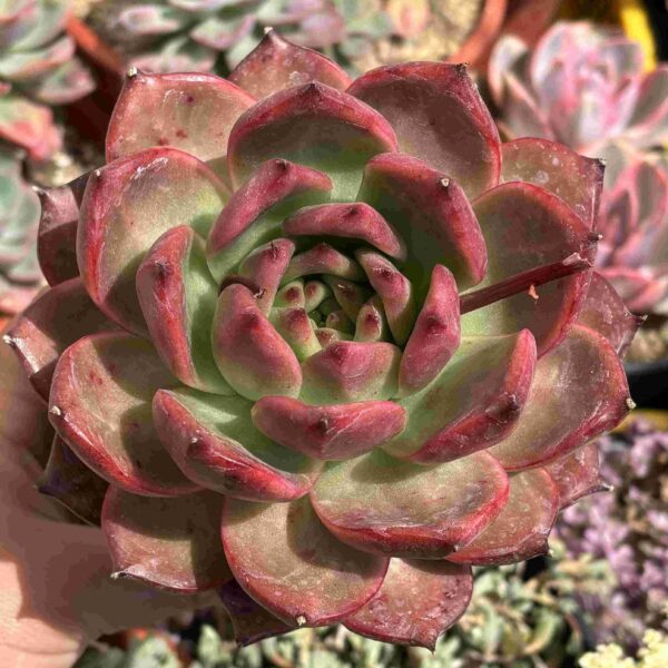Echeveria Agavoides Scarlet (gran tamaño) - Imagen 3