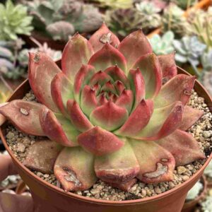 Echeveria Agavoides Scarlet (gran tamaño)