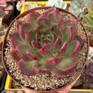 Echeveria Agavoides Scarlet (gran tamaño)