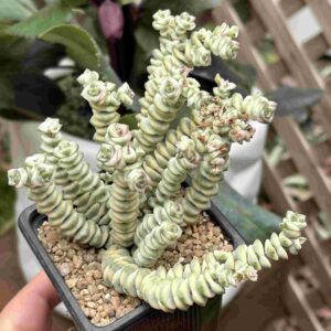 Crassula Rupestris «Baby Necklace» f. variegada