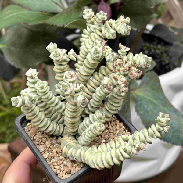 Crassula Rupestris «Baby Necklace» f. variegada - Imagen 2