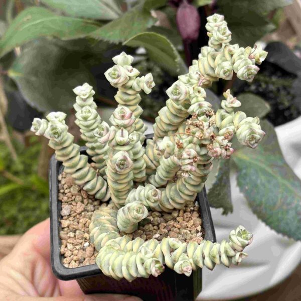 Crassula Rupestris «Baby Necklace» f. variegada - Imagen 3