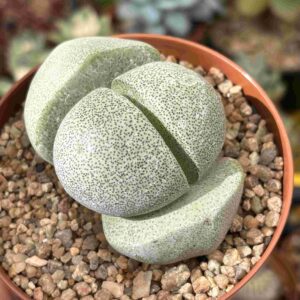 Pleiospilos Nelii (gran tamaño)