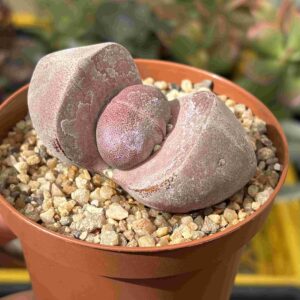 Pleiospilos Nelii Royal Flush (gran tamaño)