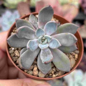Echeveria Cuspidata